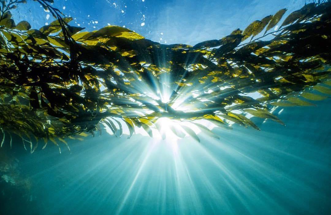 50 Unbelievable Benefits of Kelp Ultimate Guide 2024